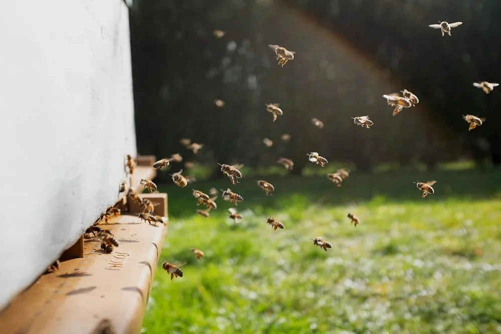 Jardin favorisant la pollinisation