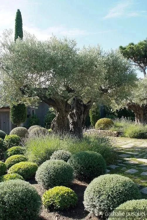 Jardin provençal