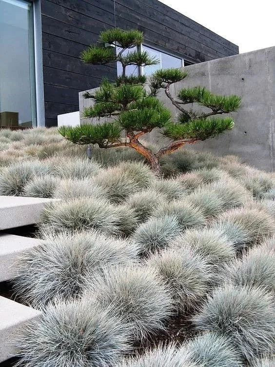 Jardin japonais